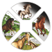 Set of 4 x 1 oz 2026 Lunar Year of the Horse Quadrant Colourized Proof Silver Coins | Perth Mint