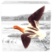 1 oz 2016 Migratory Birds Convention | American Avocet Colourized Silver Coin