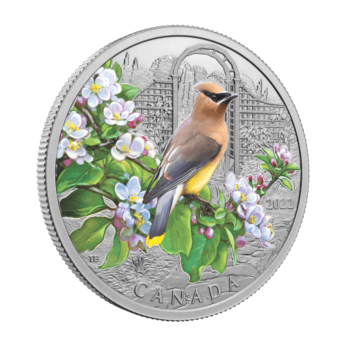 1 oz 2022 Colourful Birds: Cedar Waxwing Silver Coin | Royal Canadian Mint