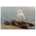 Pièce 2 onces d'argent Snowy Owl on Driftwood de Robert Bateman 2022 | Monnaie royale canadienne