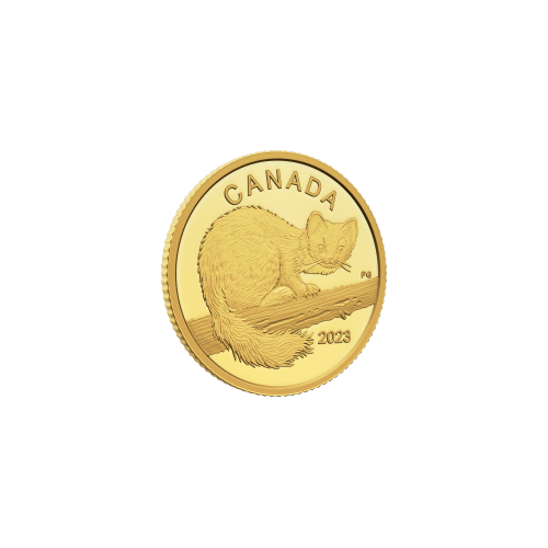1/20 oz 2023 The Curious Marten Gold Coin | Royal Canadian Mint