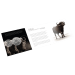 1 oz 2023 Big 5 Series: Cape Buffalo Silver Coin in Card | South African Mint